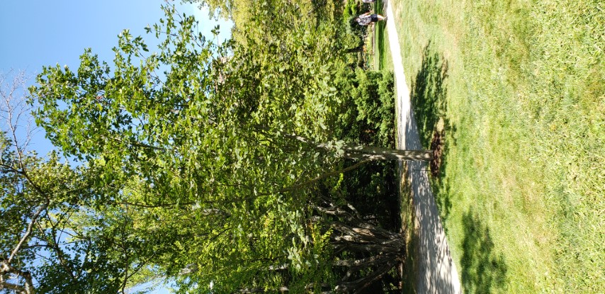 Aesculus x carnea plantplacesimage20190821_135845.jpg