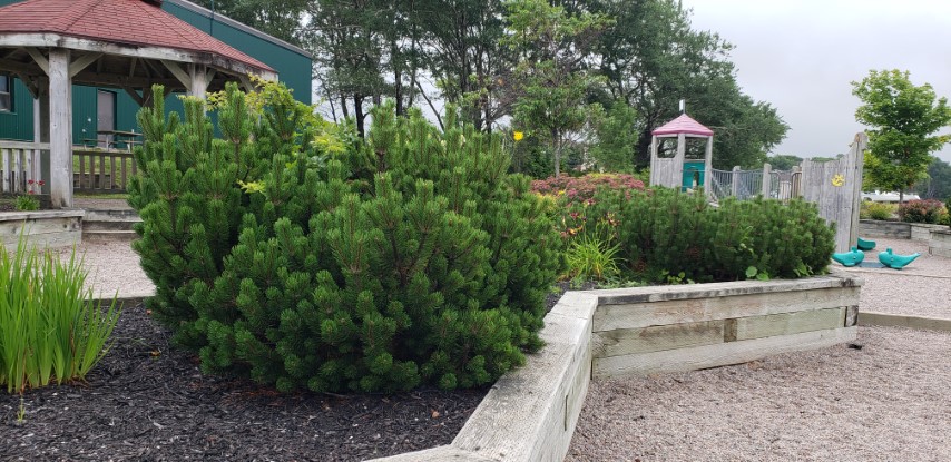 Pinus mugo plantplacesimage20190822_101047.jpg