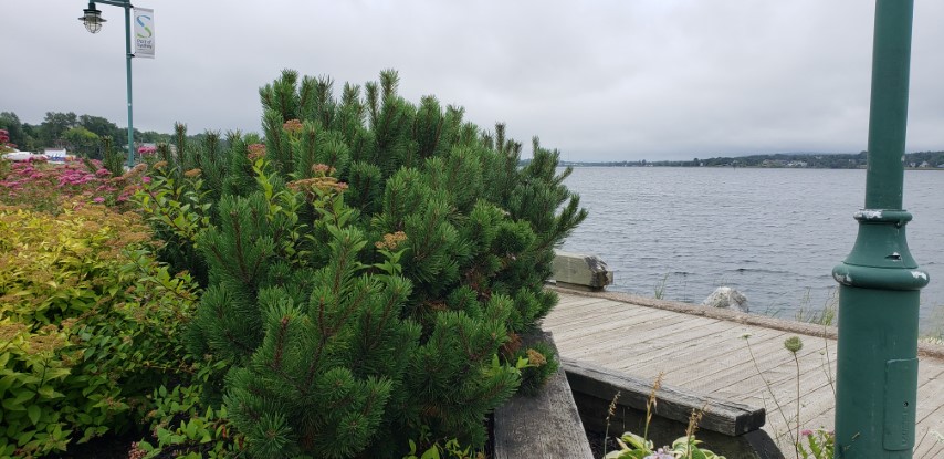 Pinus mugo plantplacesimage20190822_101132.jpg