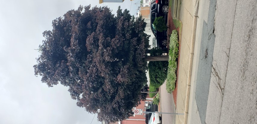 Acer platanoides plantplacesimage20190822_104446.jpg