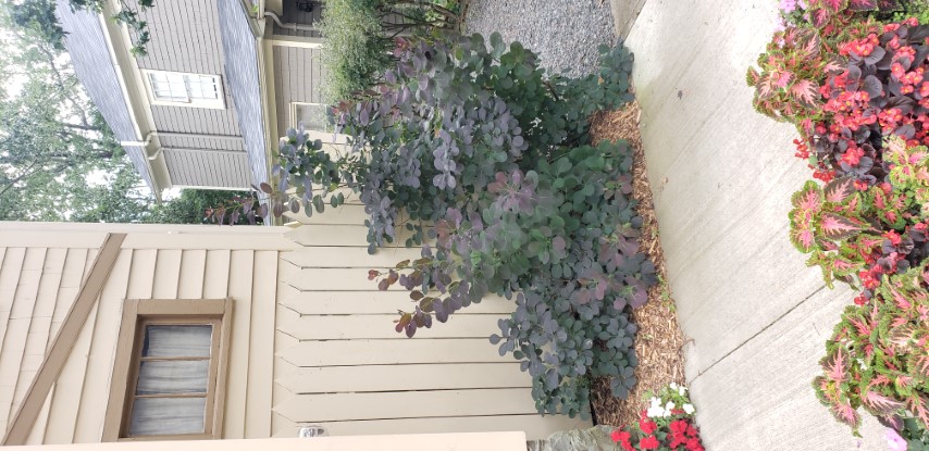 Cotinus coggygria plantplacesimage20190822_113428.jpg