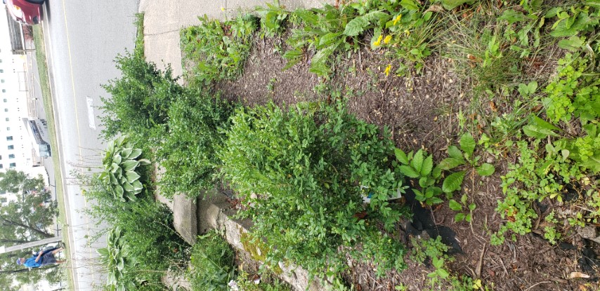 Buxus  plantplacesimage20190822_113609.jpg