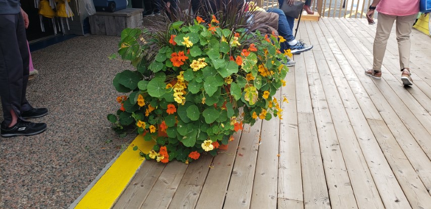 Tropaeolum spp plantplacesimage20190822_115358.jpg