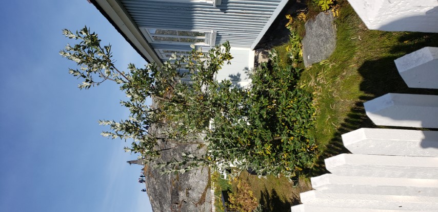 Betula pubescens plantplacesimage20190826_095602.jpg