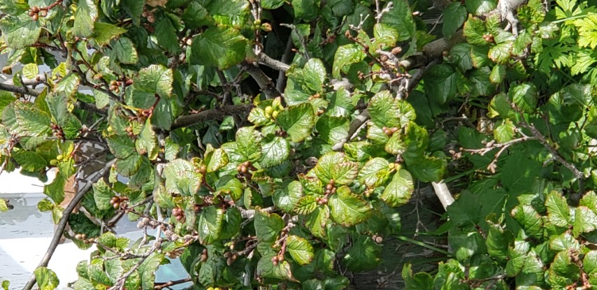 Betula glandulosa plantplacesimage20190826_114657.jpg