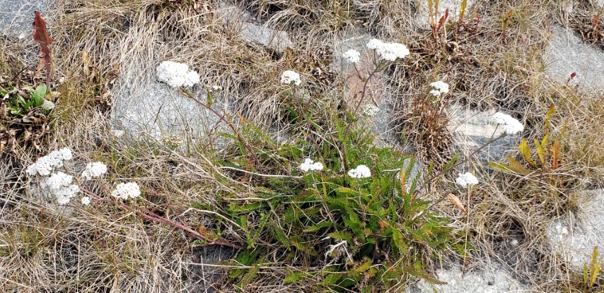 Achillea millefolium plantplacesimage20190826_133912.jpg