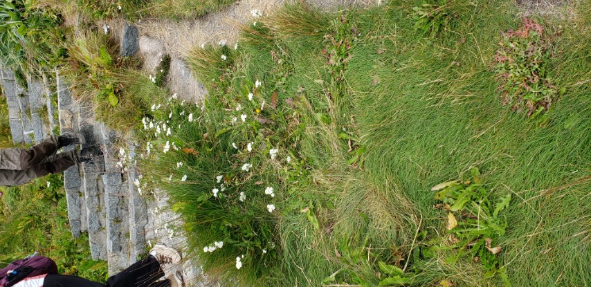 Achillea millefolium plantplacesimage20190828_090241.jpg