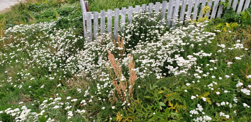 Achillea millefolium plantplacesimage20190828_090357.jpg