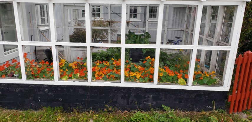 Tropaeolum spp plantplacesimage20190828_092122.jpg