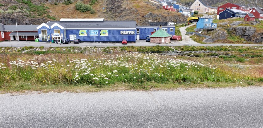 Achillea millefolium plantplacesimage20190828_092259.jpg