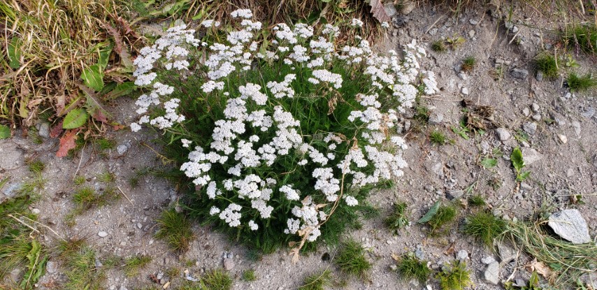 Achillea millefolium plantplacesimage20190828_101730.jpg