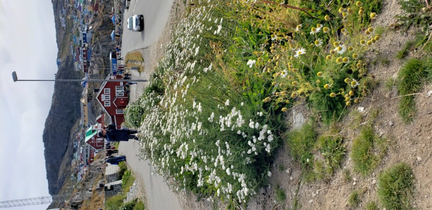 Achillea millefolium plantplacesimage20190828_101822.jpg