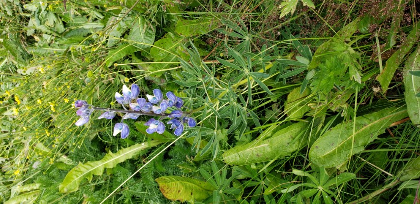 Lupinus nootkatensis plantplacesimage20190828_110348.jpg