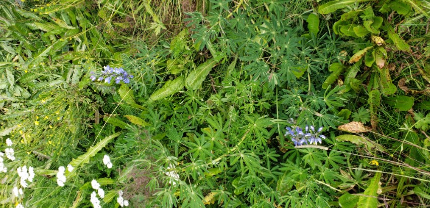 Lupinus nootkatensis plantplacesimage20190828_110400.jpg