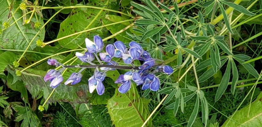 Lupinus nootkatensis plantplacesimage20190828_110409.jpg