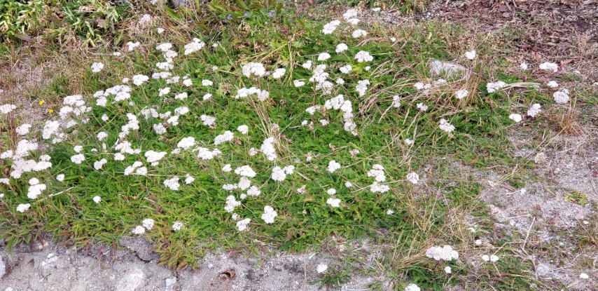 Achillea millefolium plantplacesimage20190828_112906.jpg