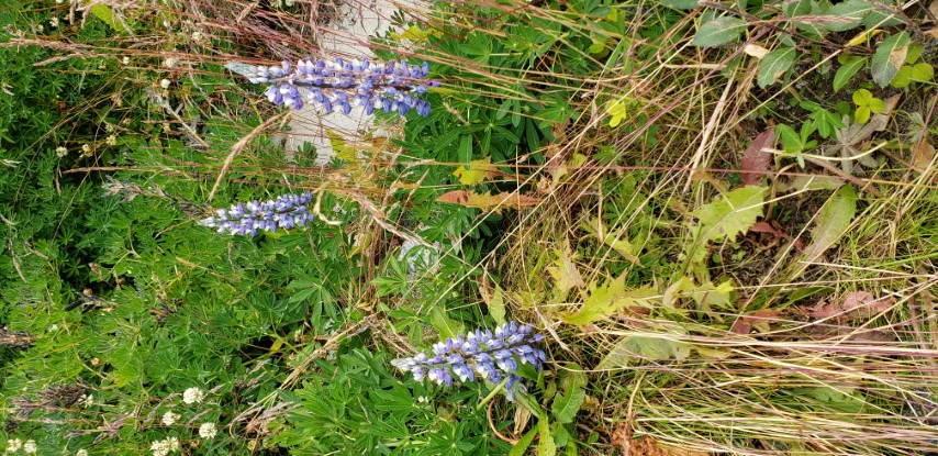 Lupinus nootkatensis plantplacesimage20190828_114719.jpg