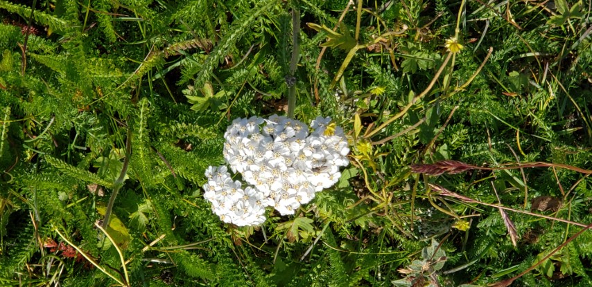 Achillea millefolium plantplacesimage20190829_112328.jpg