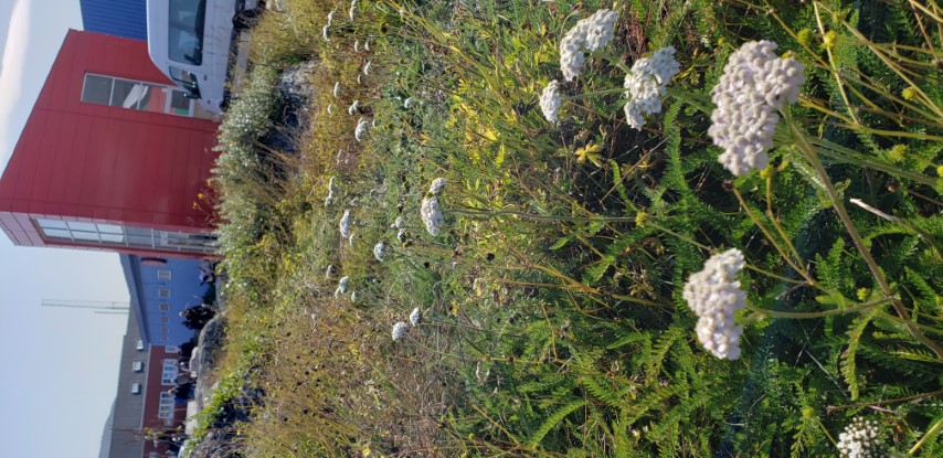 Achillea millefolium plantplacesimage20190829_112356.jpg