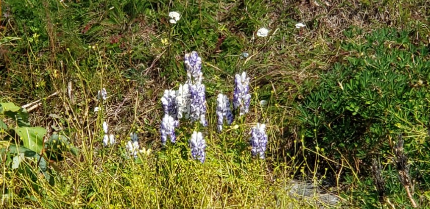 Lupinus nootkatensis plantplacesimage20190829_112420.jpg