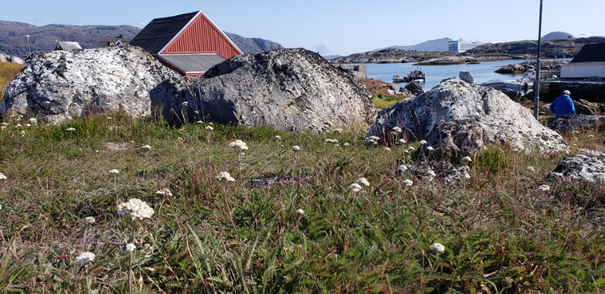 Achillea millefolium plantplacesimage20190829_141800.jpg