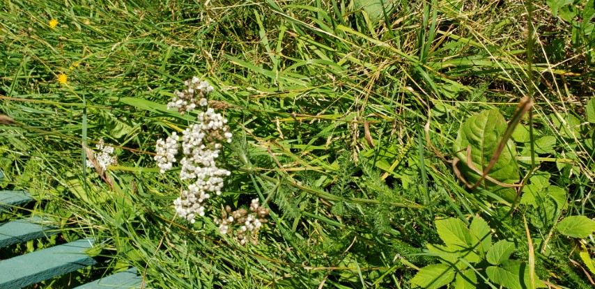 Achillea millefolium plantplacesimage20190901_111914.jpg