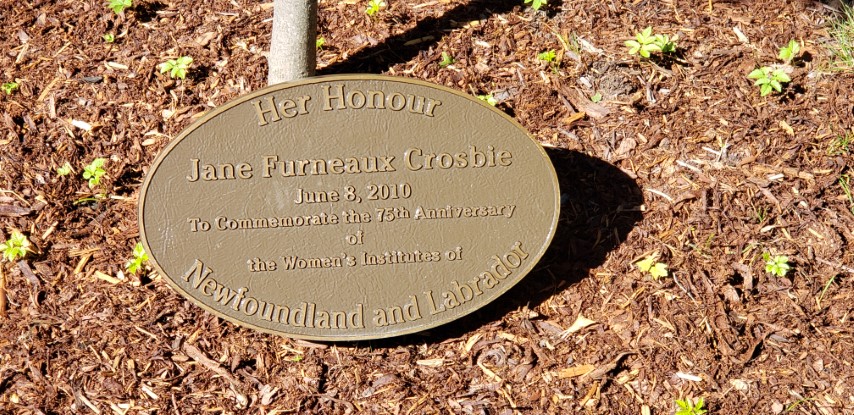 Acer platanoides plantplacesimage20190901_113011.jpg