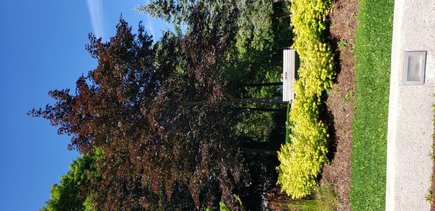 Acer platanoides plantplacesimage20190901_115633.jpg