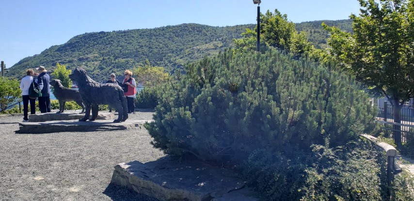 Pinus mugo plantplacesimage20190901_123539.jpg