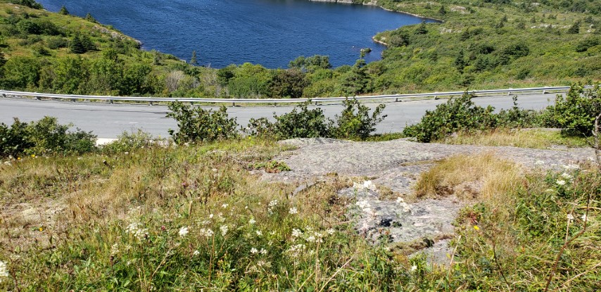 Achillea millefolium plantplacesimage20190901_140710.jpg
