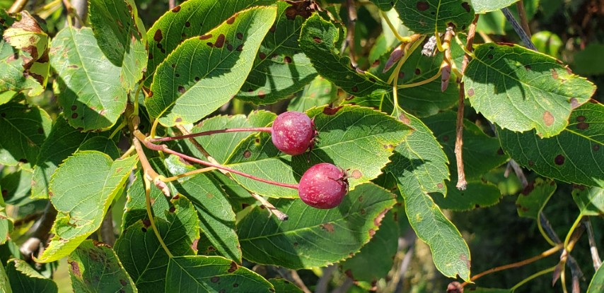 Amelanchier laevis plantplacesimage20190901_154748.jpg