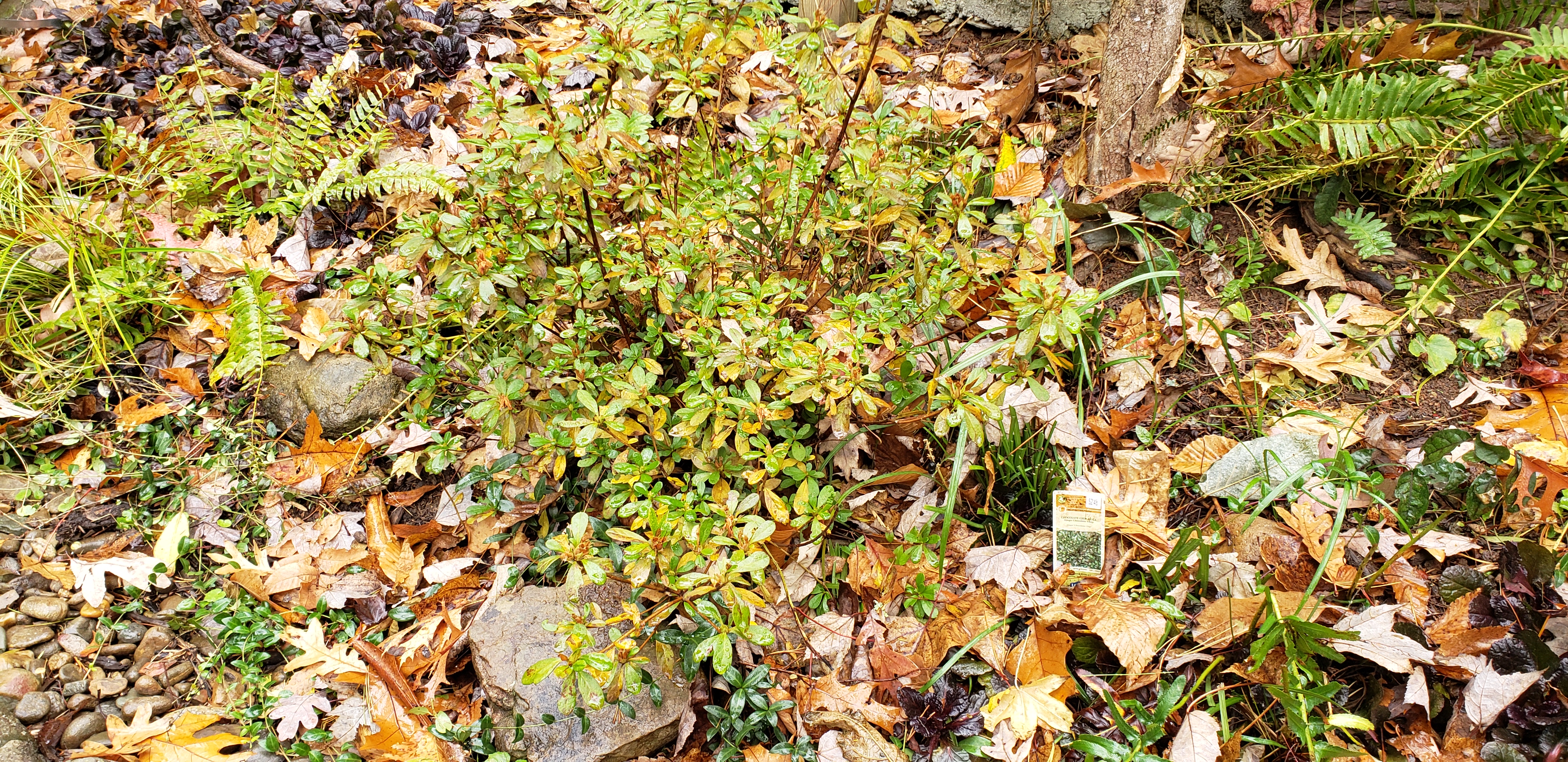 Ajuga spp plantplacesimage20191130_110253.jpg