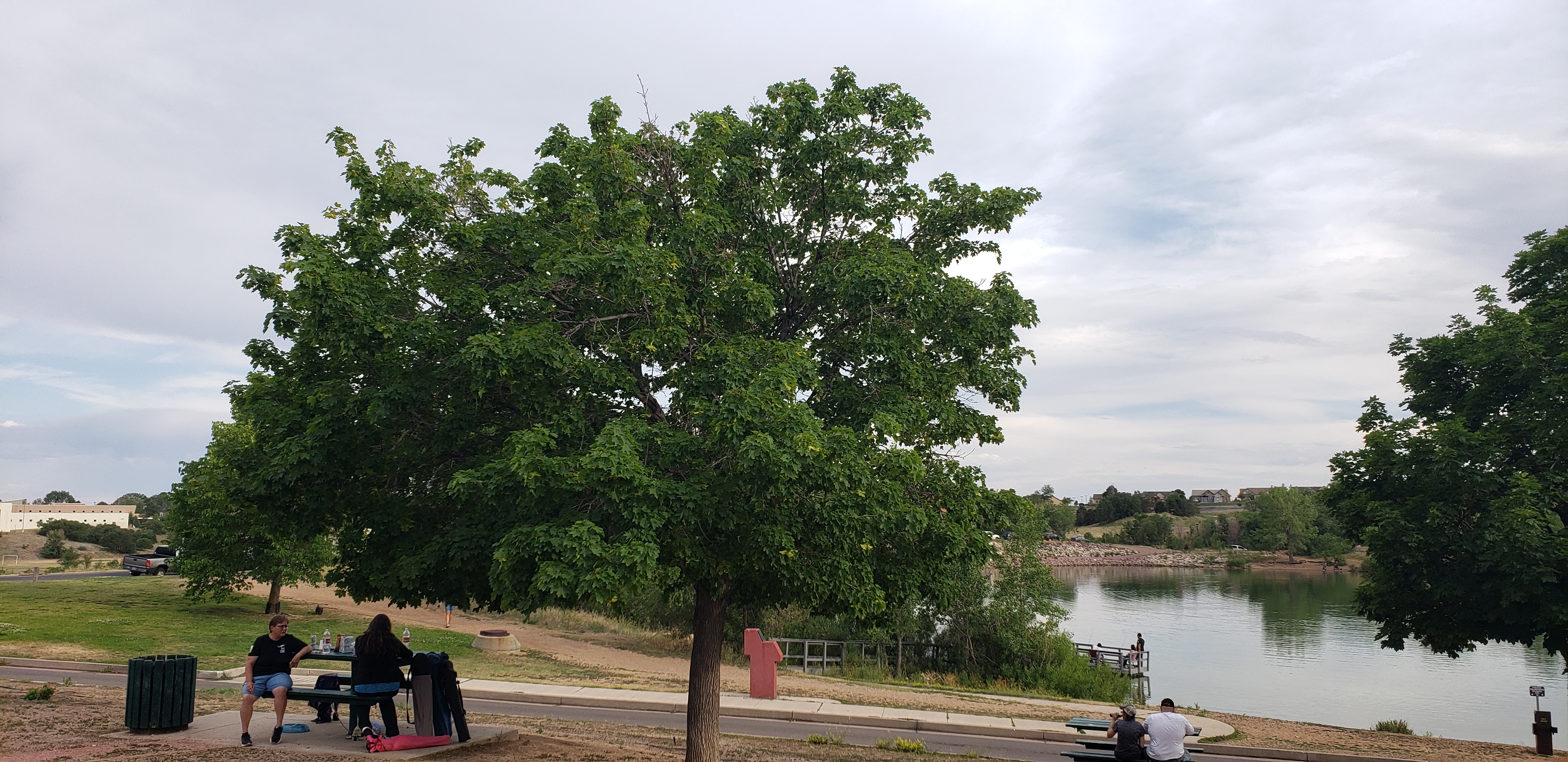 Acer rubrum plantplacesimage20200628_182706.jpg