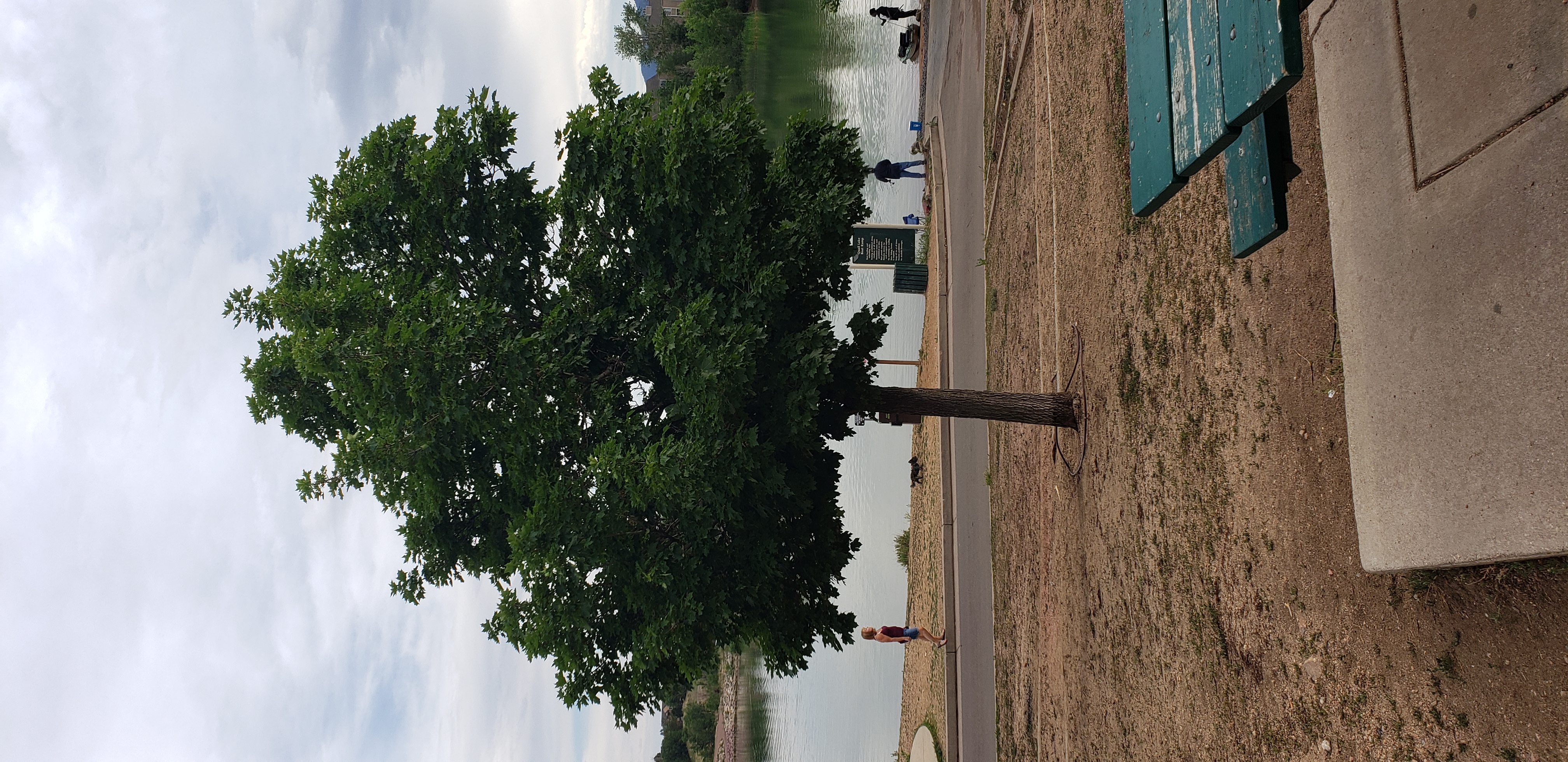 Acer rubrum plantplacesimage20200628_182746.jpg