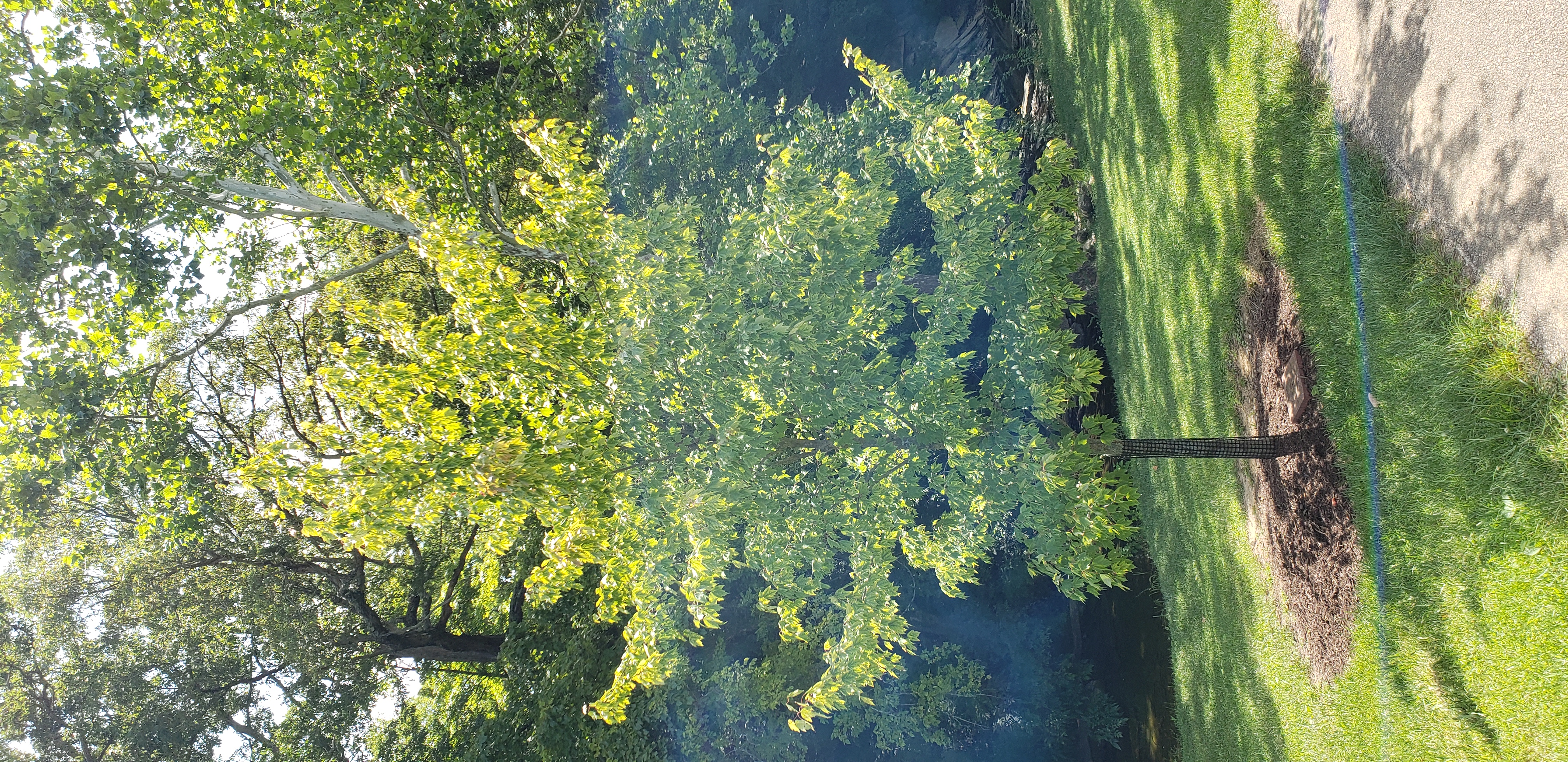 Acer rubrum plantplacesimage20200809_122322.jpg