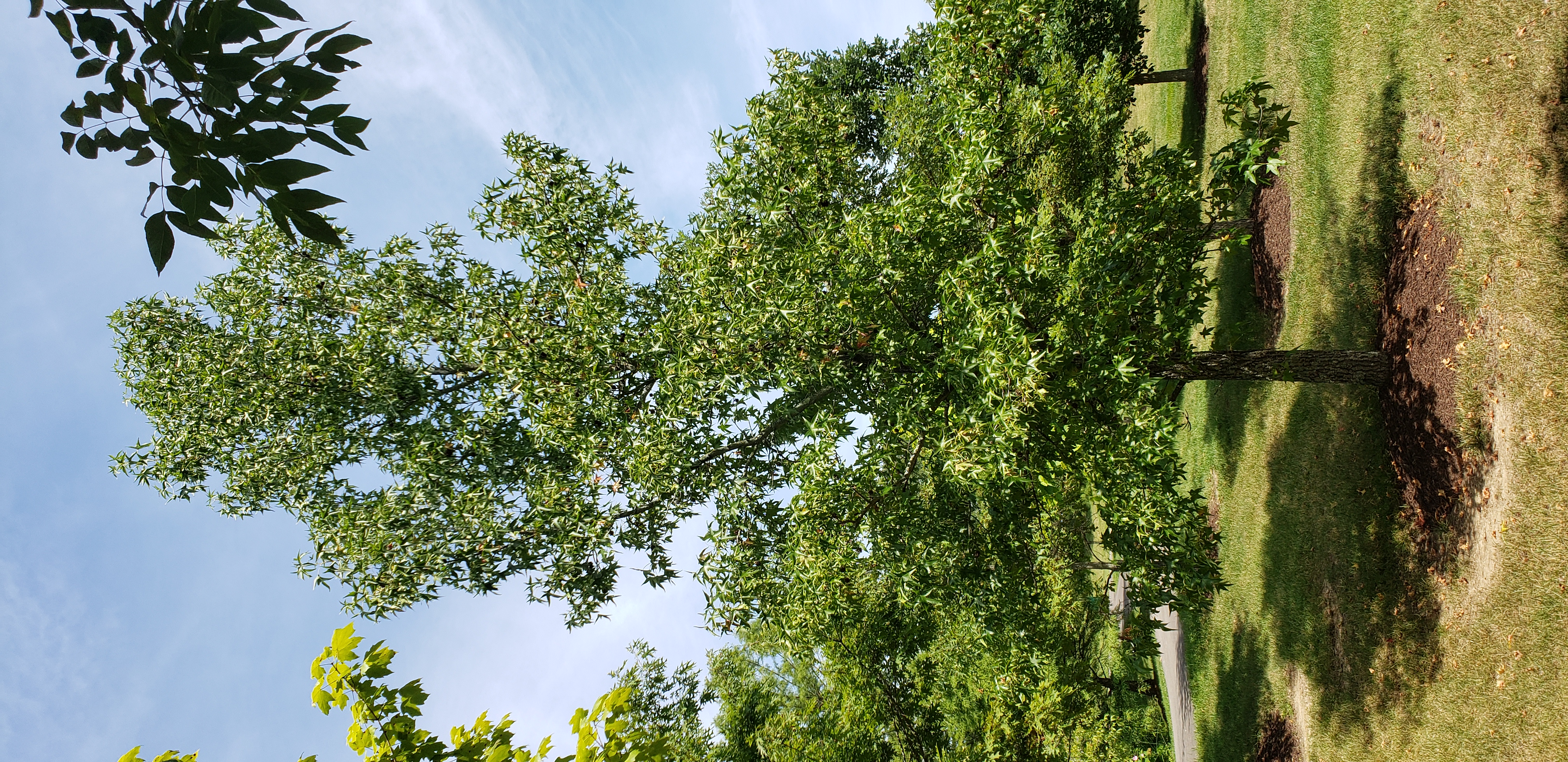 Liquidambar styraciflua plantplacesimage20200809_123749.jpg