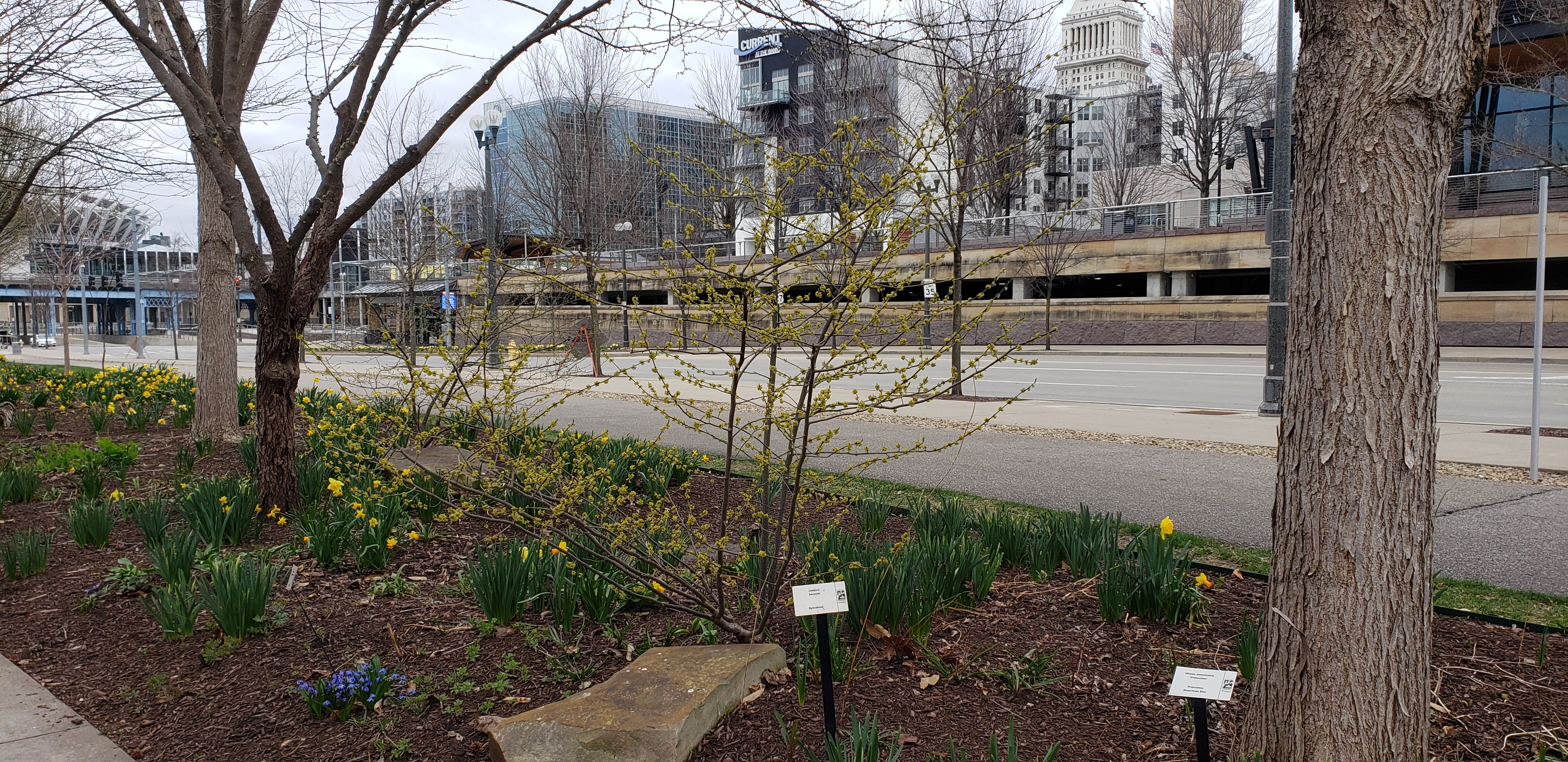 Lindera benzoin plantplacesimage20220325_135718.jpg