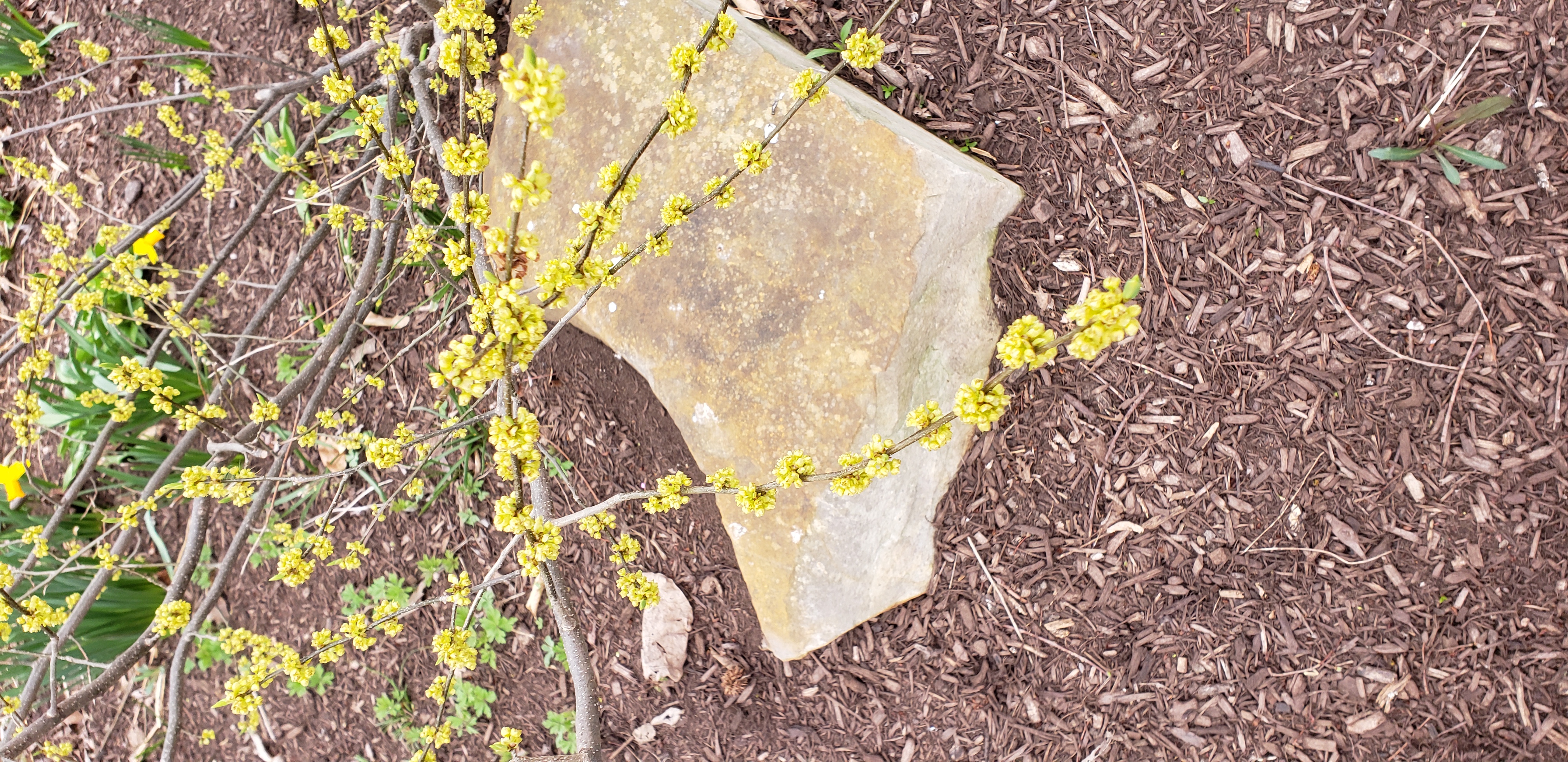 Lindera benzoin plantplacesimage20220325_135756.jpg