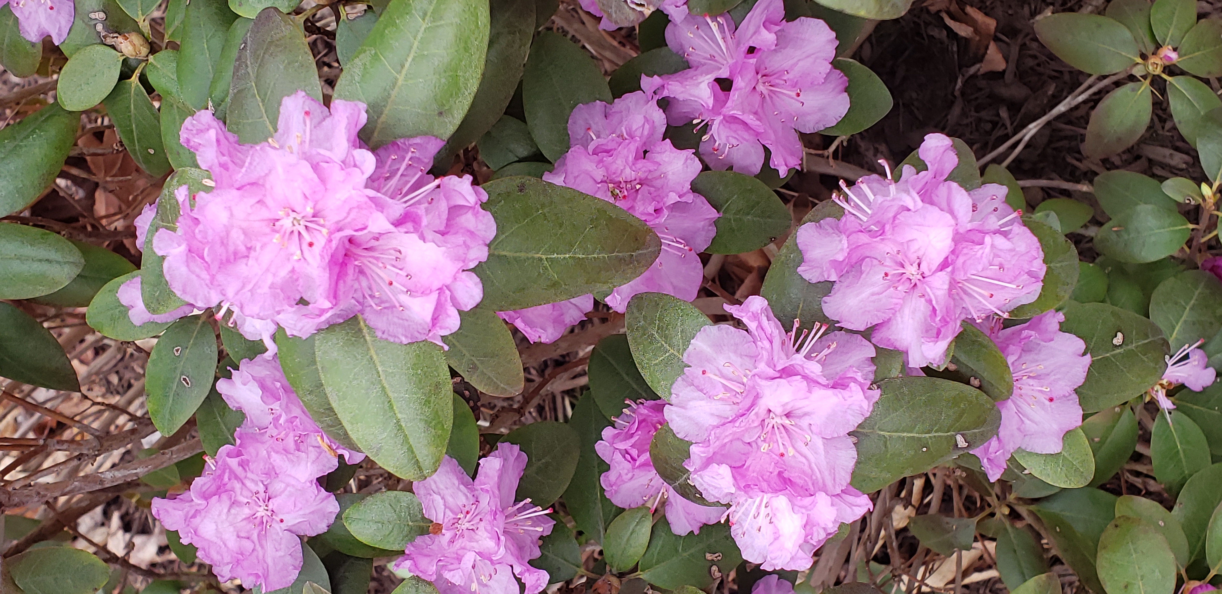 Spigelia marilandica plantplacesimage20220325_135902.jpg