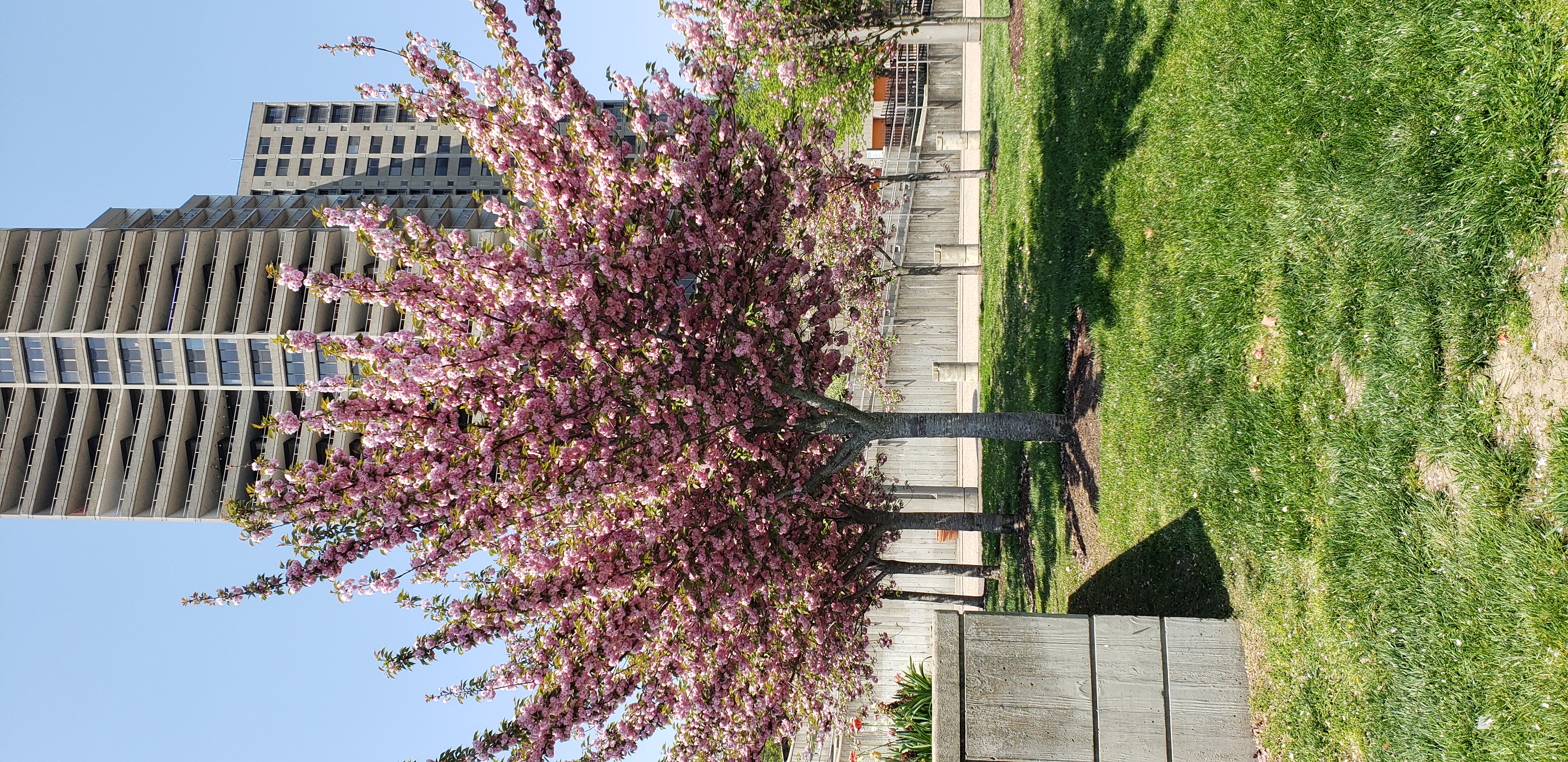 Prunus serrulata plantplacesimage20220427_141843.jpg