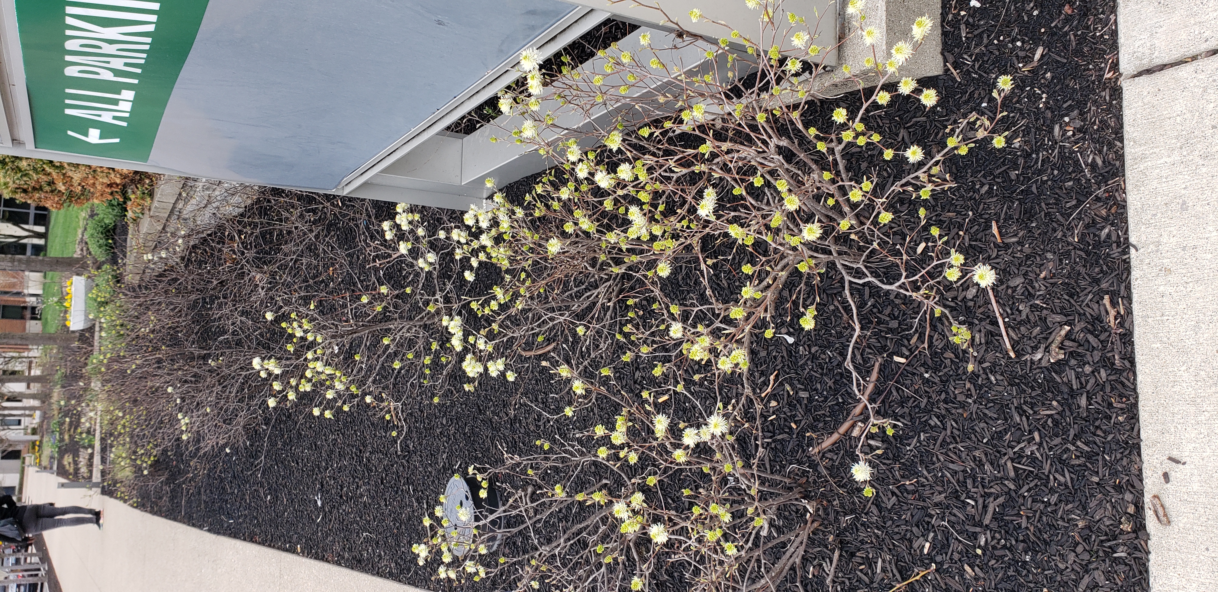 Fothergilla gardenii plantplacesimage20230406_133616.jpg