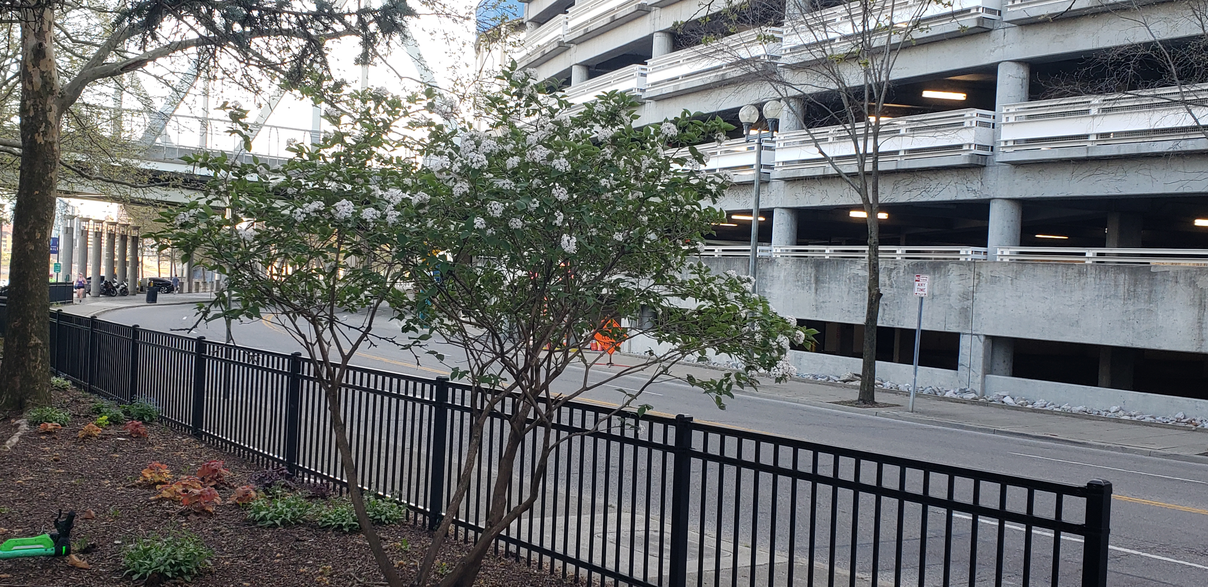 Viburnum x burkwoodii plantplacesimage20230411_191837.jpg