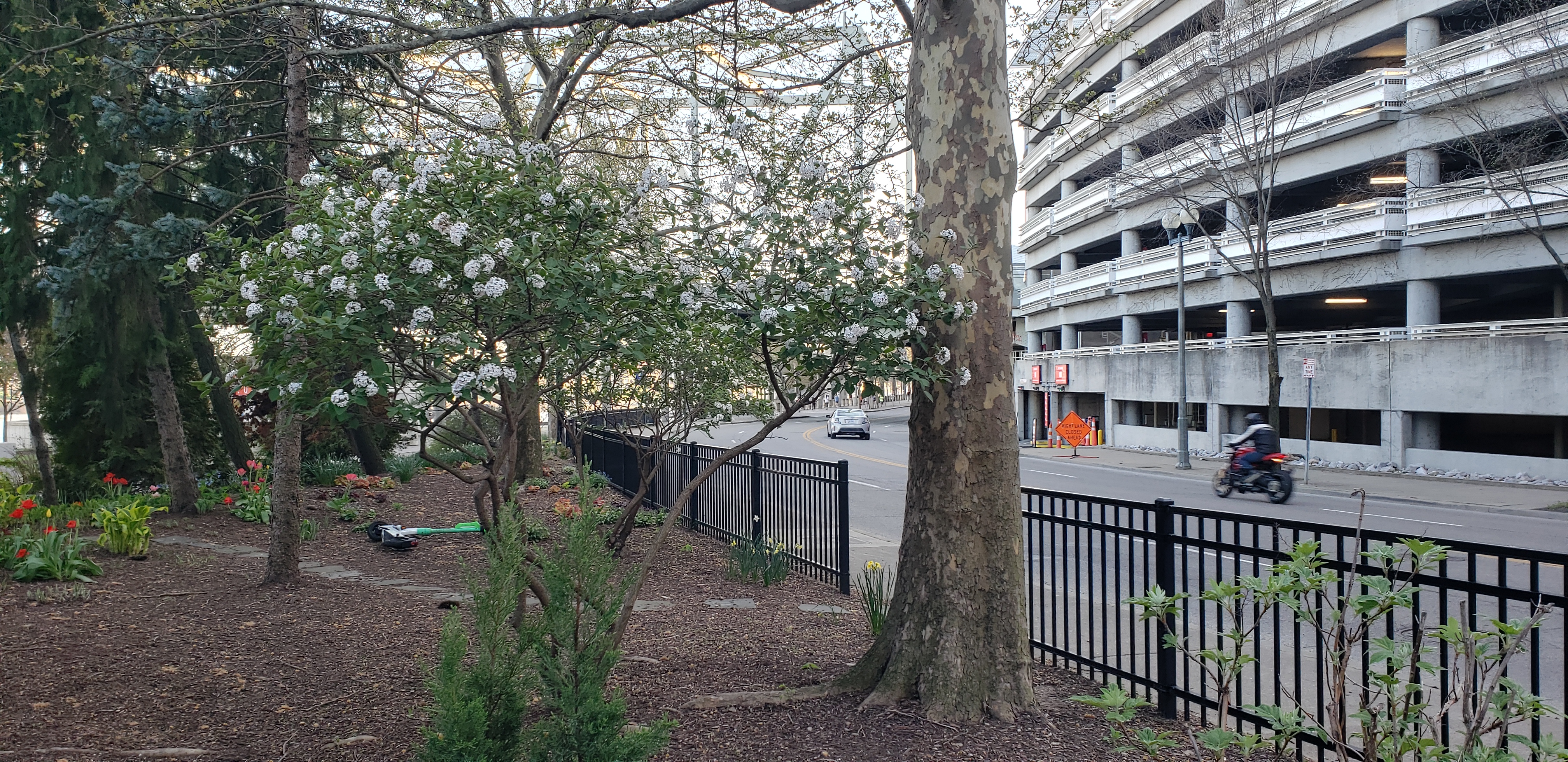 Viburnum x burkwoodii plantplacesimage20230411_191955.jpg