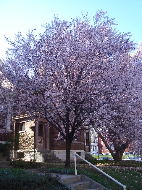 Picture of Prunus cerasifera 'Thundercloud' Thundercloud Cherry Plum or Thundercloud Purple-Leaf Plum
