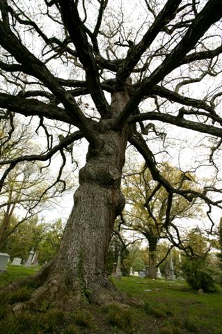 Picture of Quercus alba  White Oak