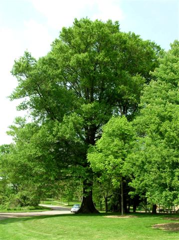 Picture of Quercus phellos  Willow Oak