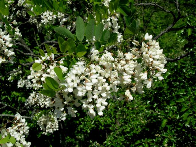 Picture of Robinia pseudoacacia  Black Locust