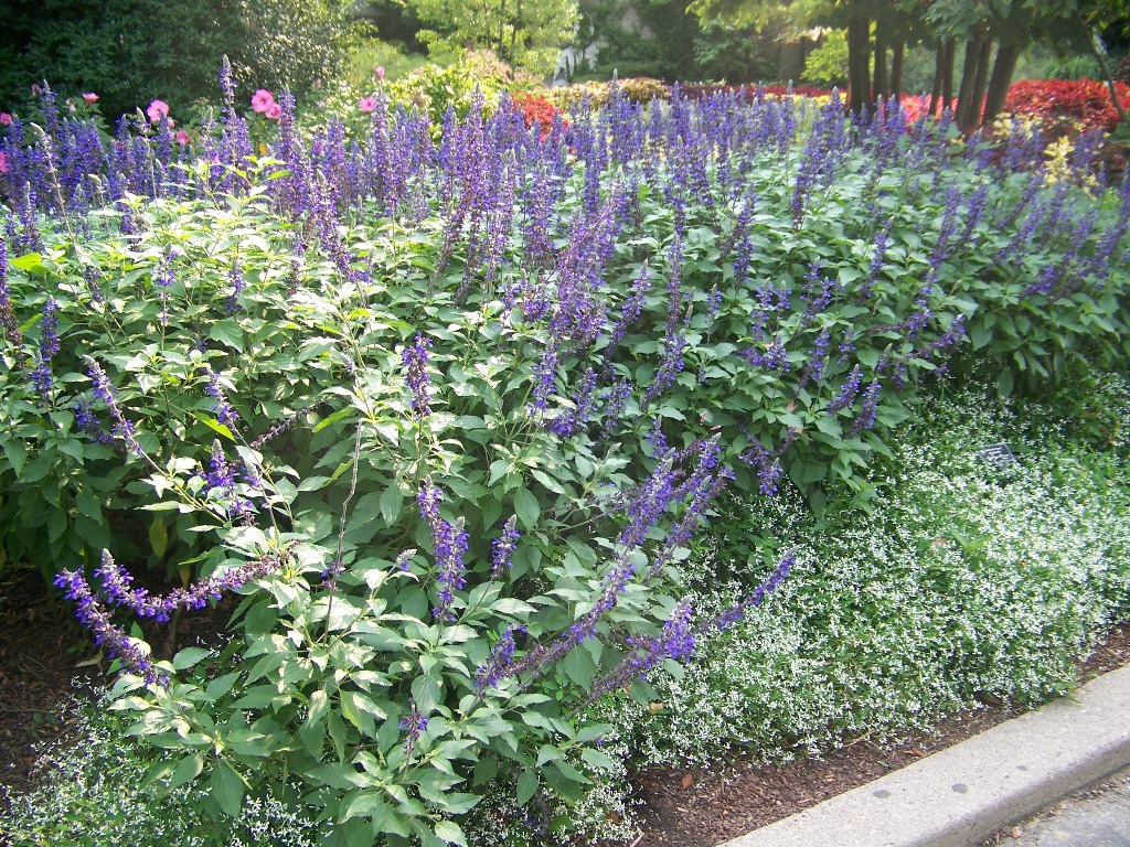 Picture of Salvia longispicata x farinacea 'Mystic Spires Blue' Mystic Spires Blue Salvia