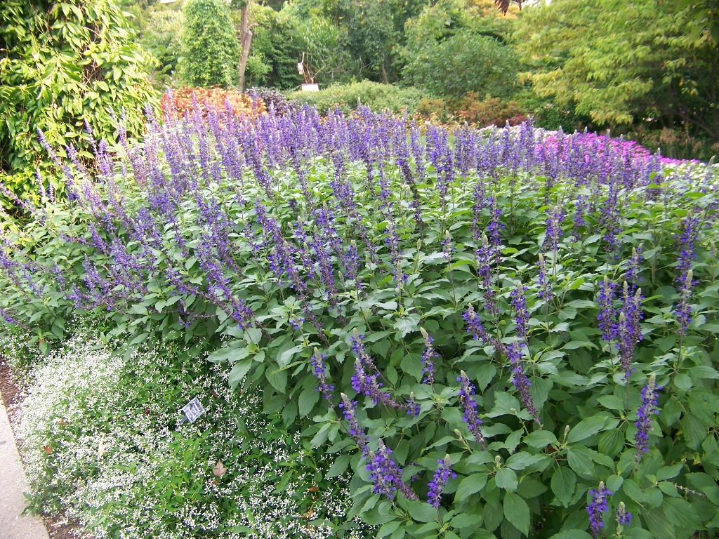 Picture of Salvia longispicata x farinacea 'Mystic Spires Blue' Mystic Spires Blue Salvia