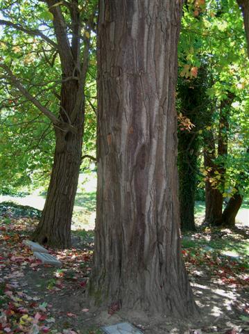 Sassafras albidum sassafraalbidumtrunksmtwashington.jpg